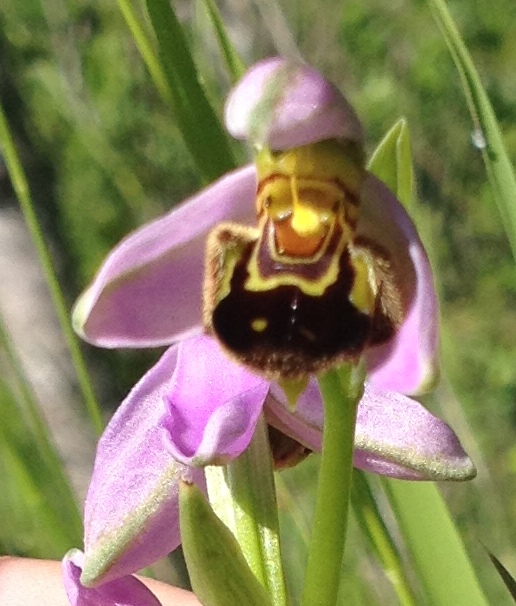 Ophrys apifera